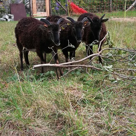 Elbdeichperle *